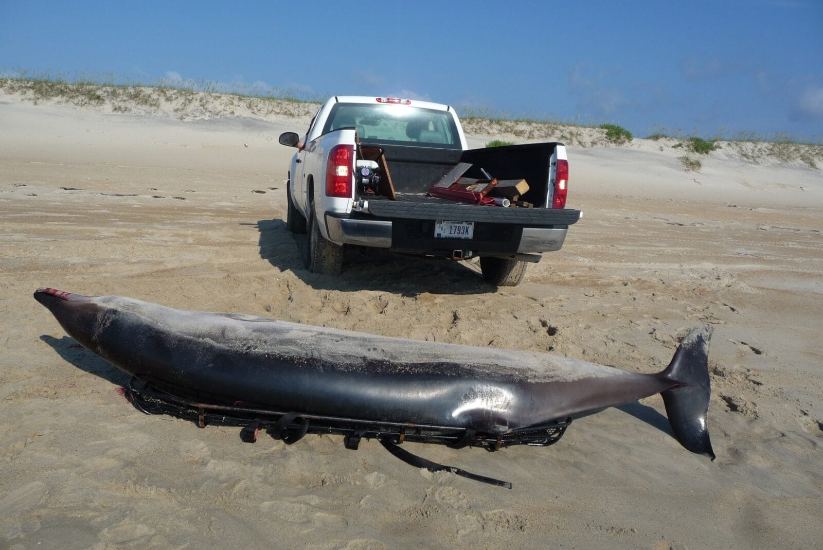 Marine Mammal Stranding Network - Bonehenge Whale Center
