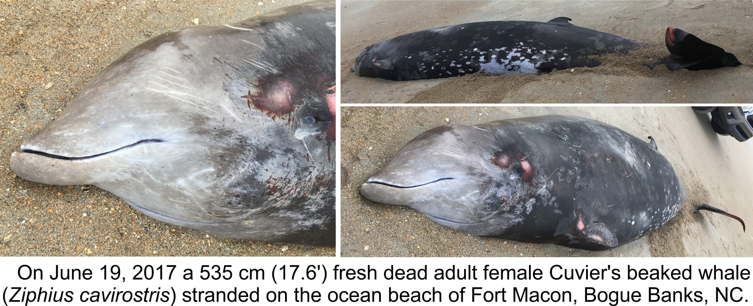 Cuvier's beaked whale (AKA goose-beaked whale) from stranding to skeletal  display - Bonehenge Whale Center, image size:2494x1016