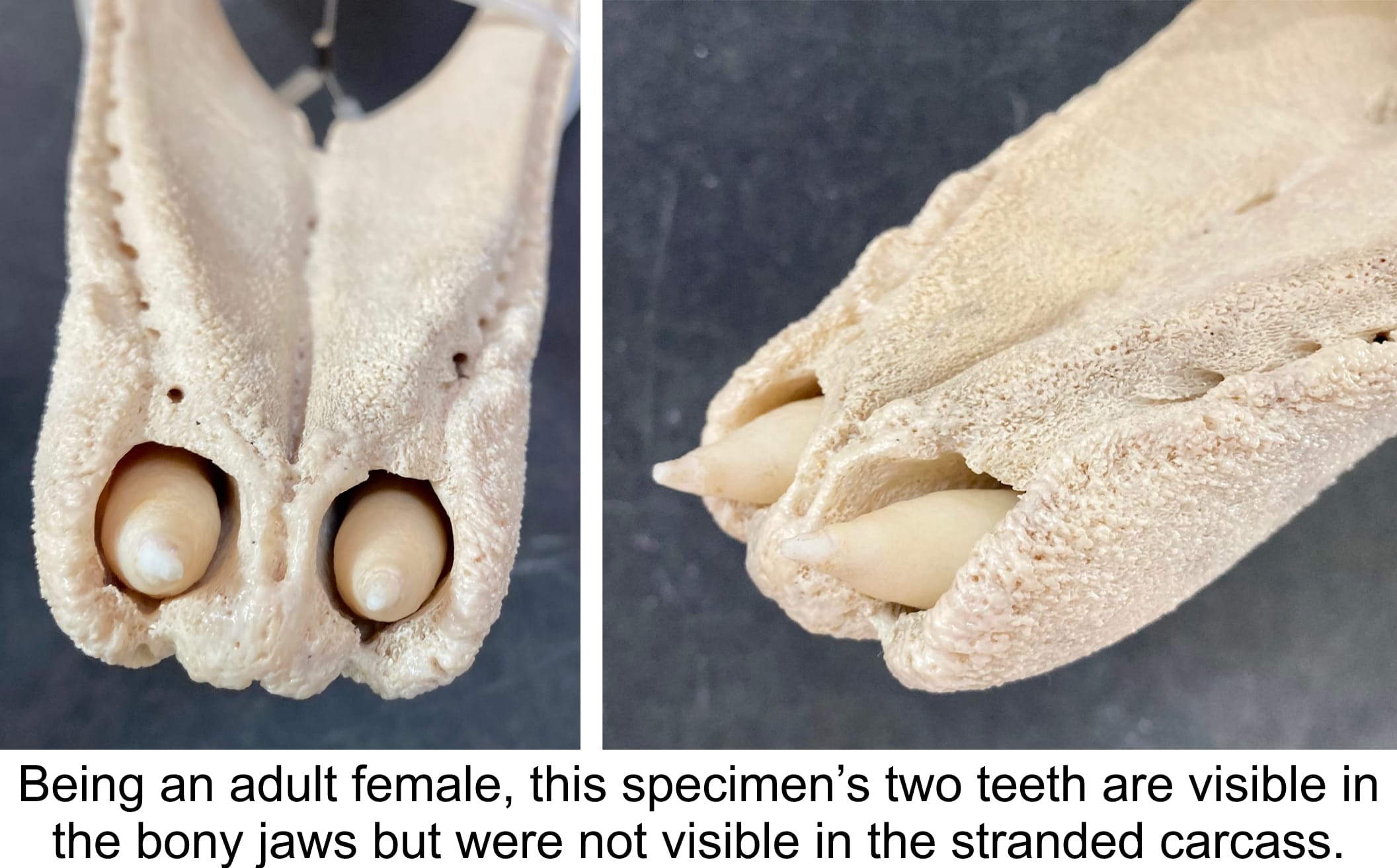 Cuvier's beaked whale (AKA goose-beaked whale) from stranding to skeletal  display - Bonehenge Whale Center, image size:2113x1313